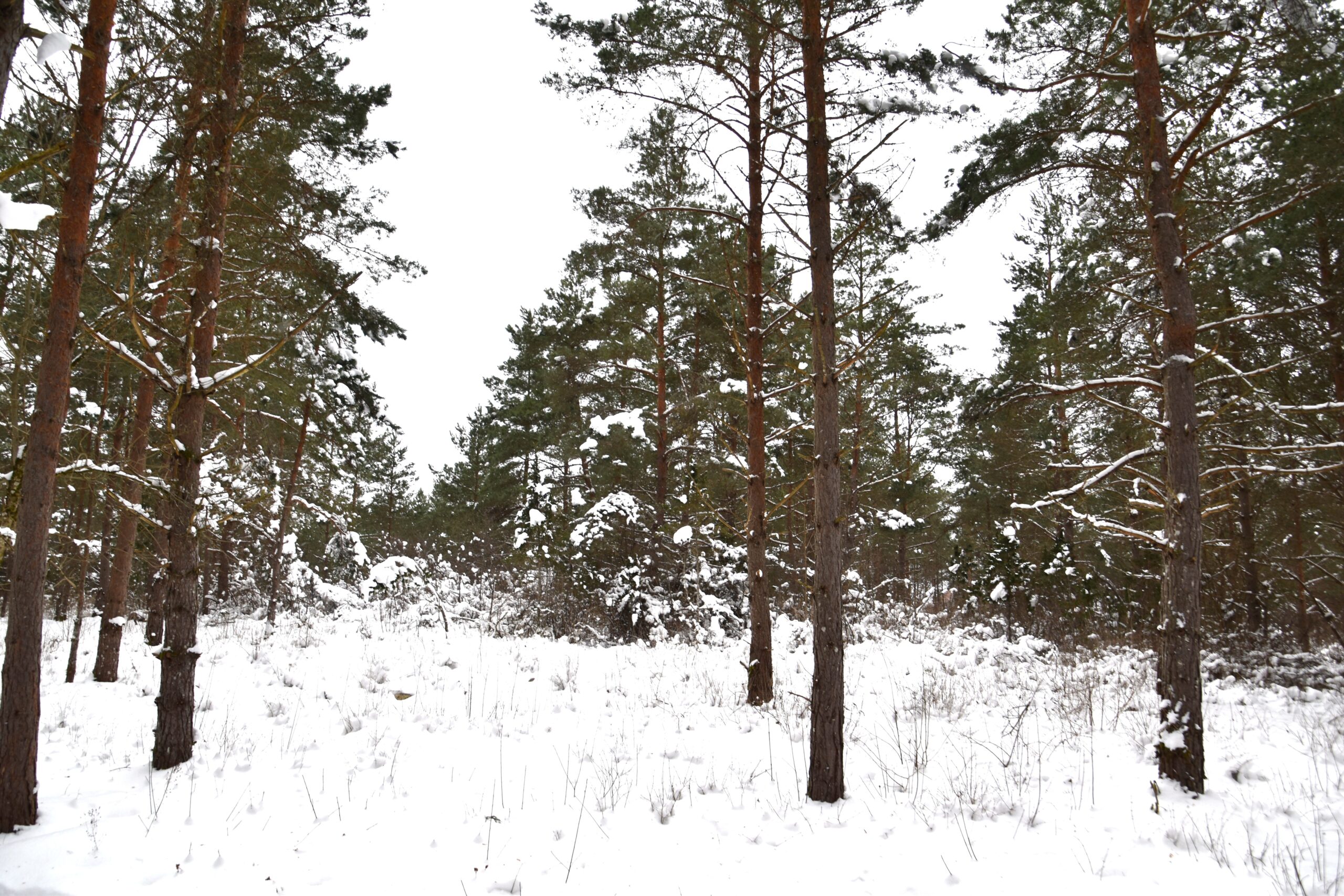 Muhu põhjarannik! Elekter, puurkaev, juurepääs, DP! Kiviaru